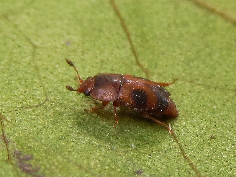 Nitidulidae:  Epuraea sp.